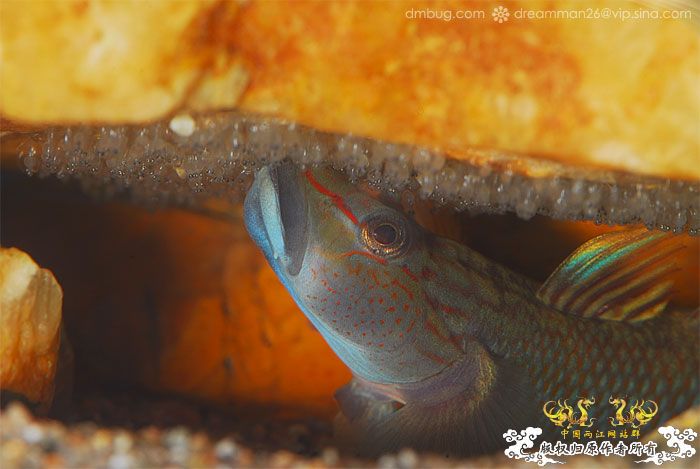 [原创]《北京褐吻繁殖！》