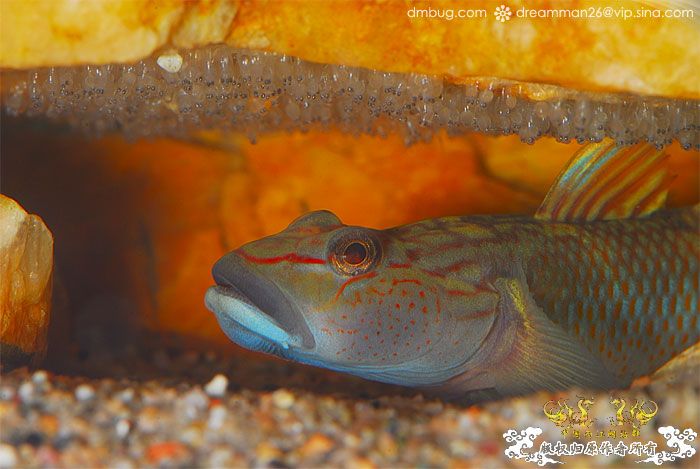 [原创]《北京褐吻繁殖！》