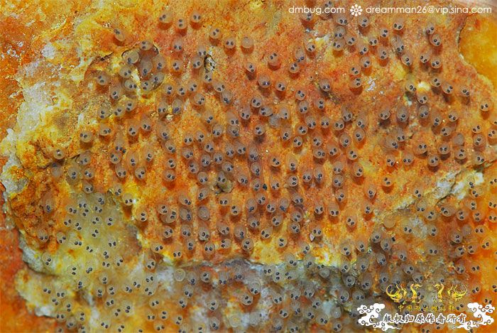 [原创]《北京褐吻繁殖！》