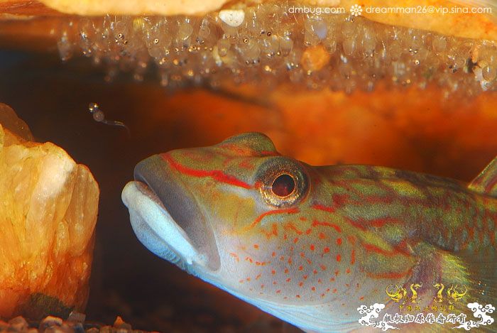 [原创]《北京褐吻繁殖！》