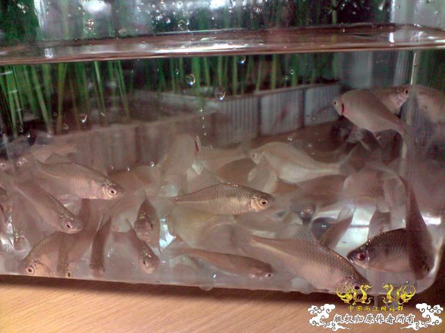 第二次“饲料鱼”收购行动——有条小鳊鱼哦