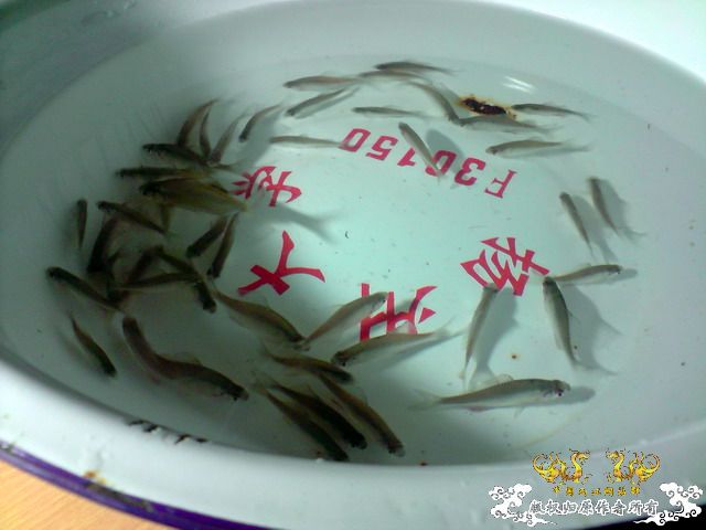 第二次“饲料鱼”收购行动——有条小鳊鱼哦