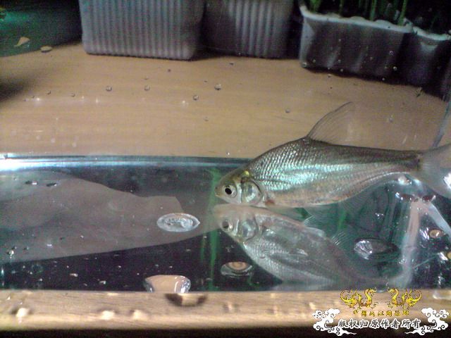 第二次“饲料鱼”收购行动——有条小鳊鱼哦