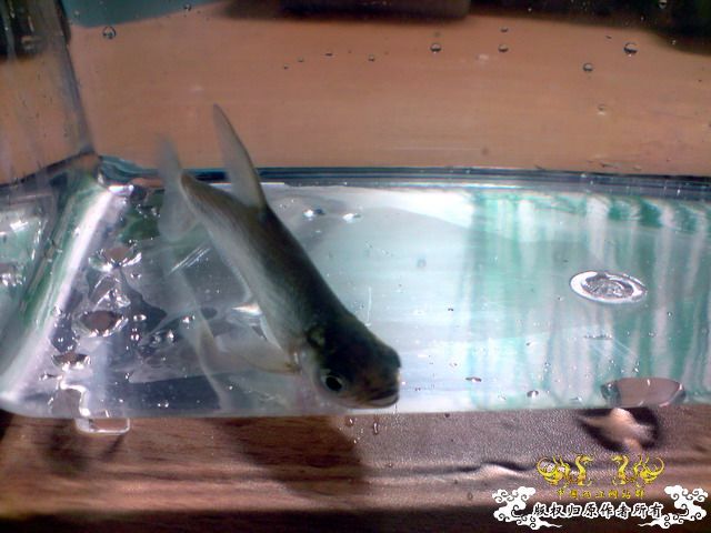 第二次“饲料鱼”收购行动——有条小鳊鱼哦