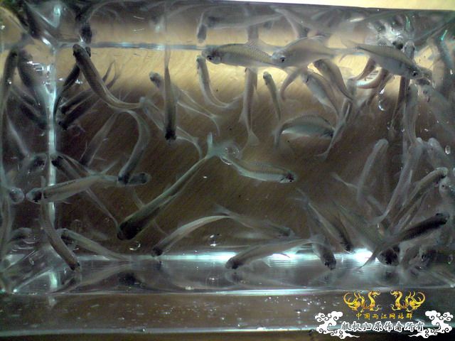 第二次“饲料鱼”收购行动——有条小鳊鱼哦