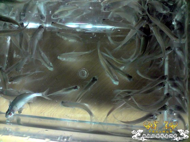 第二次“饲料鱼”收购行动——有条小鳊鱼哦