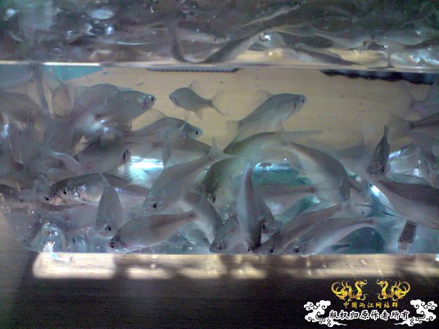 第二次“饲料鱼”收购行动——有条小鳊鱼哦