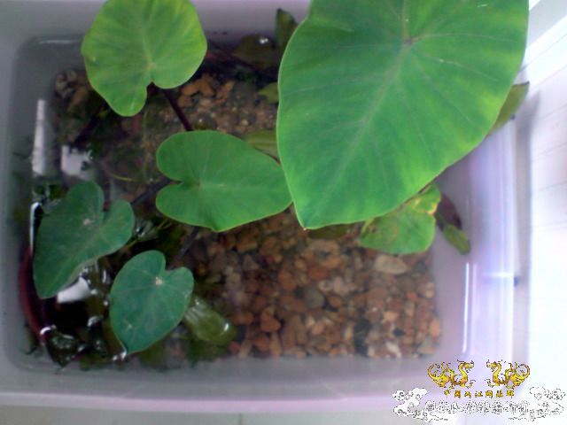 第二次“饲料鱼”收购行动——有条小鳊鱼哦