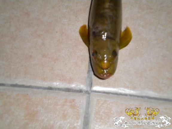 [分享]有点怪的鱼，名字是什么？