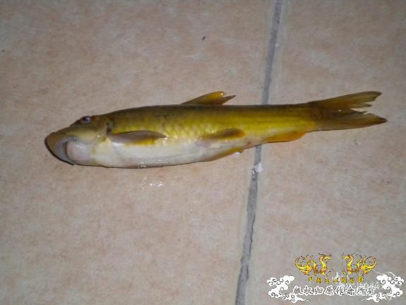 [分享]有点怪的鱼，名字是什么？