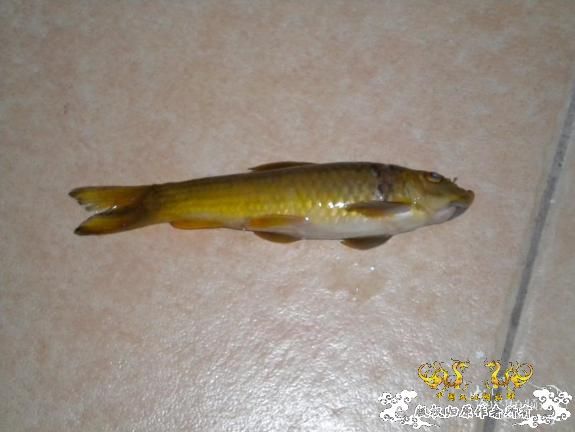 [分享]有点怪的鱼，名字是什么？