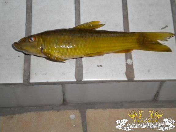 [分享]有点怪的鱼，名字是什么？