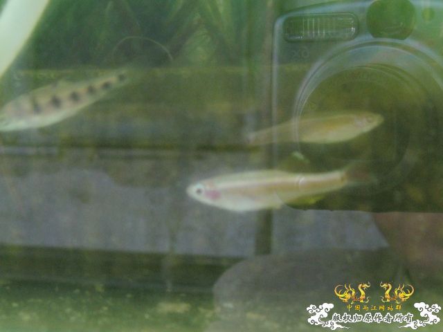 白云金丝鱼