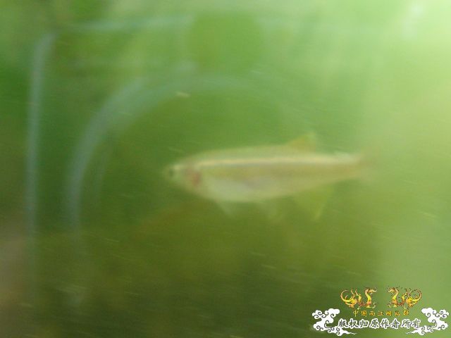 白云金丝鱼