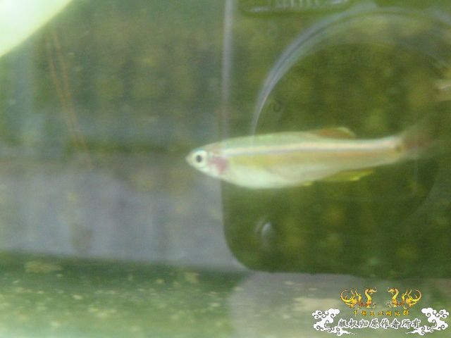 白云金丝鱼