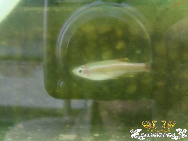白云金丝鱼