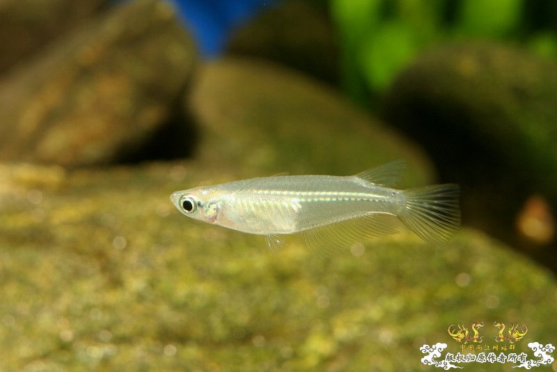 一不小心抄了安仔家的原生