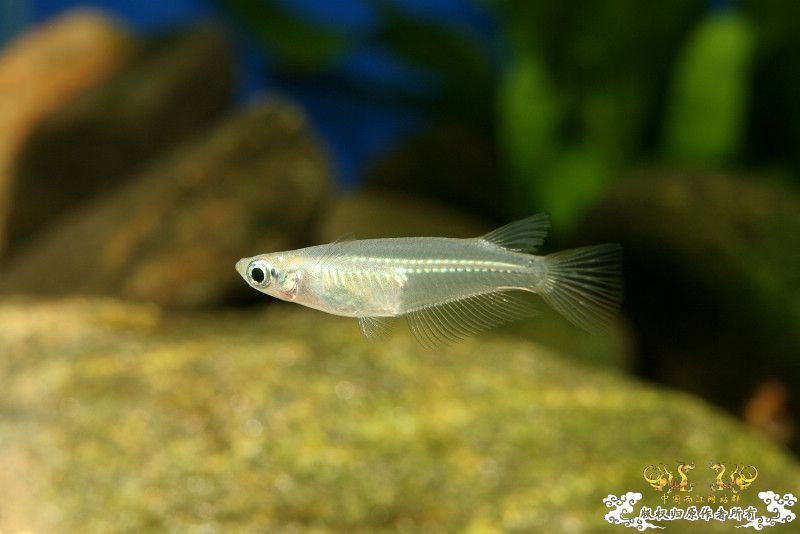 一不小心抄了安仔家的原生