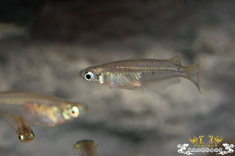 一不小心抄了安仔家的原生