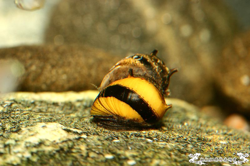 一不小心抄了安仔家的原生