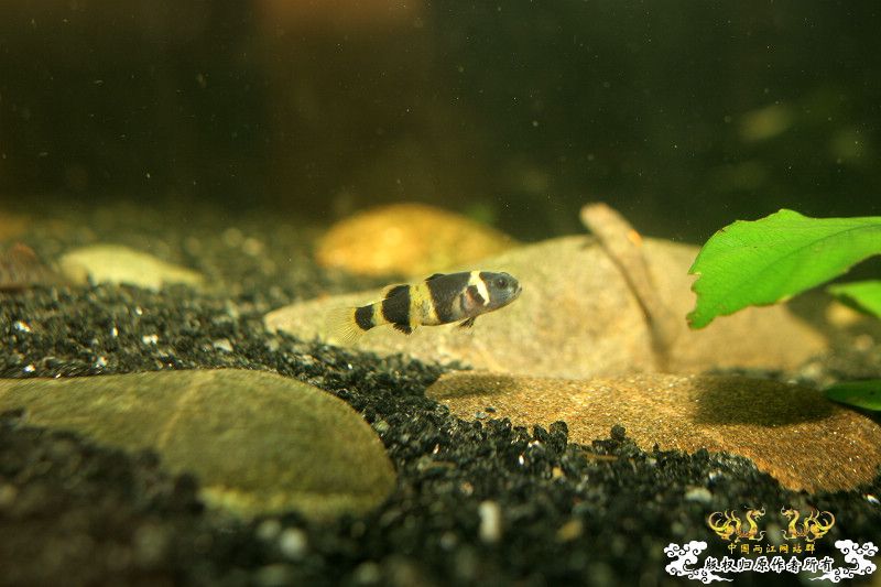 一不小心抄了安仔家的原生