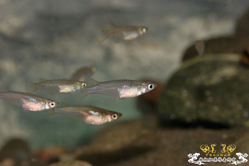 一不小心抄了安仔家的原生