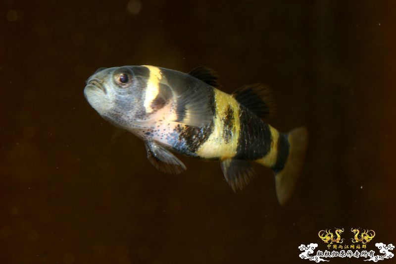 一不小心抄了安仔家的原生