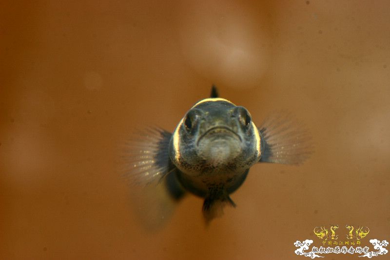 一不小心抄了安仔家的原生