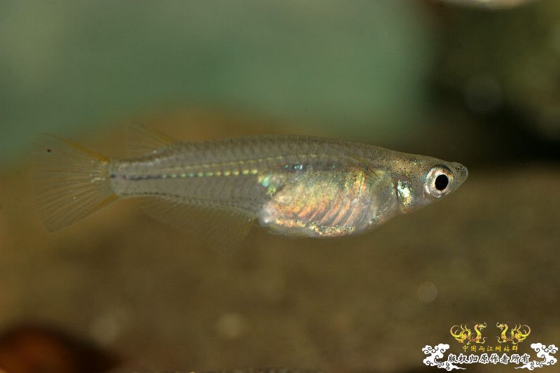 一不小心抄了安仔家的原生