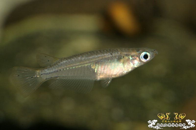 一不小心抄了安仔家的原生