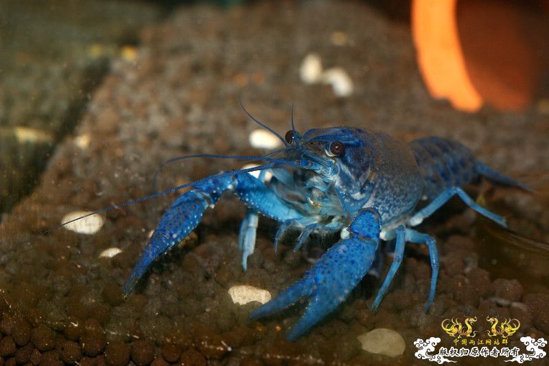 一不小心抄了安仔家的原生