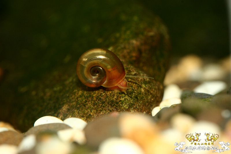 一不小心抄了安仔家的原生