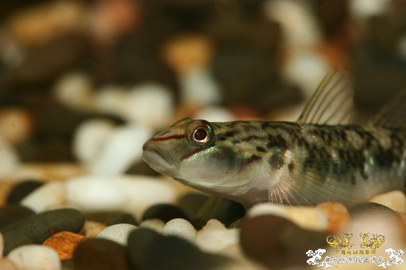 一不小心抄了安仔家的原生