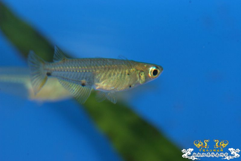 一不小心抄了安仔家的原生