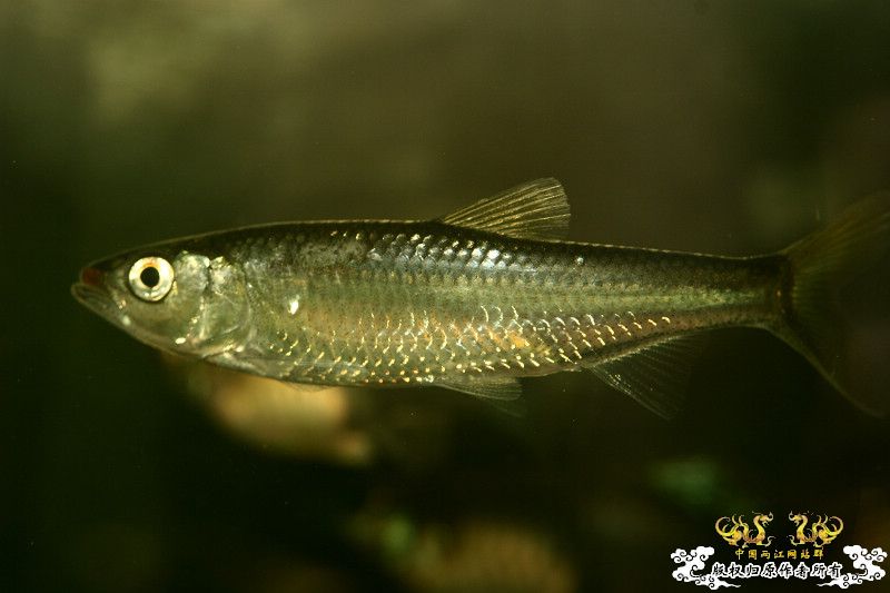 一不小心抄了安仔家的原生