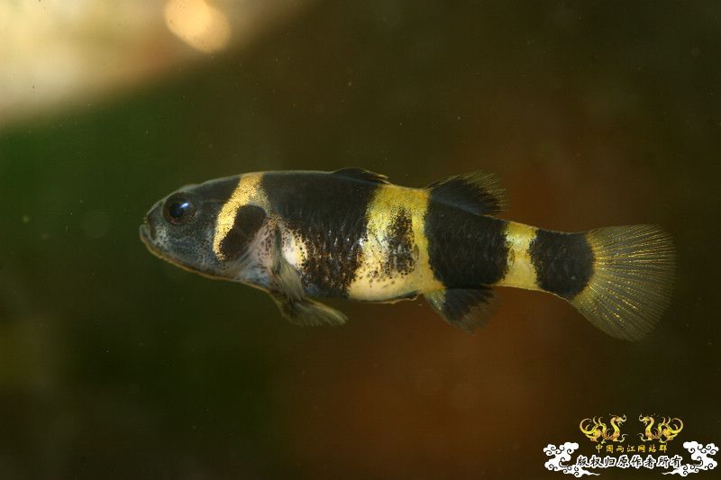 一不小心抄了安仔家的原生