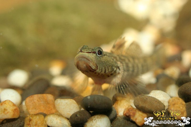 一不小心抄了安仔家的原生