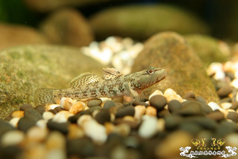 一不小心抄了安仔家的原生