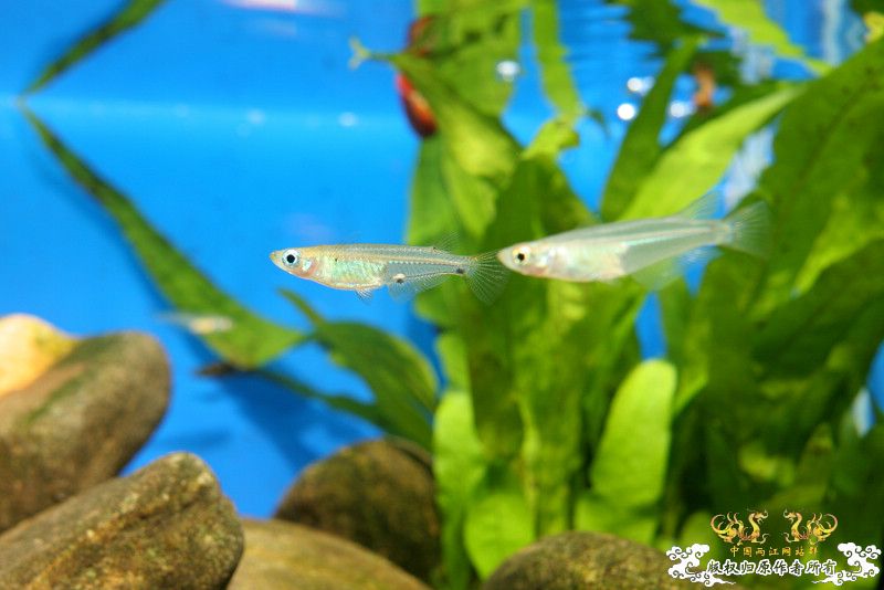 一不小心抄了安仔家的原生