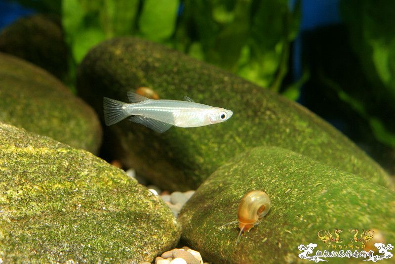 一不小心抄了安仔家的原生