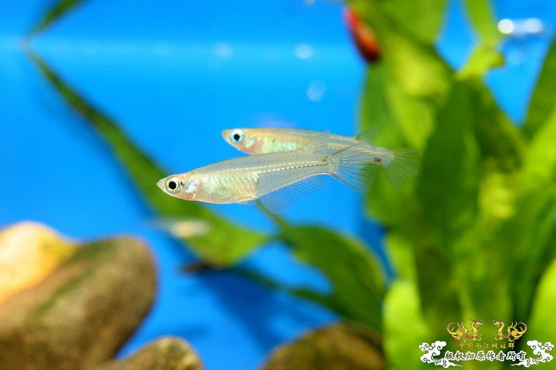 一不小心抄了安仔家的原生