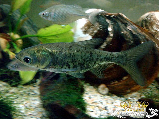 [原创]缸温14度,照些还活着挺好的鱼