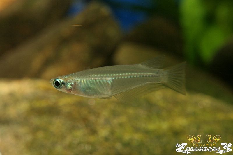 一不小心抄了安仔家的原生