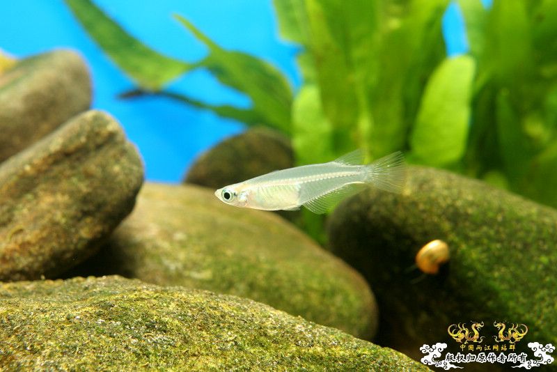 一不小心抄了安仔家的原生