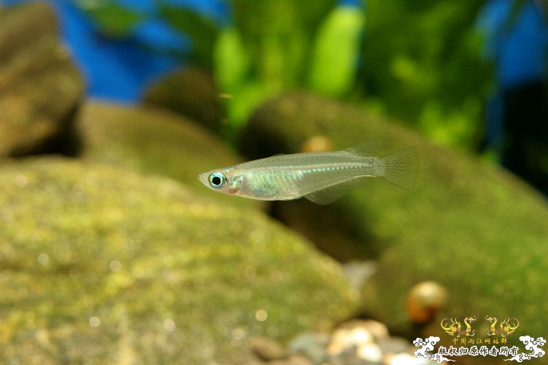 一不小心抄了安仔家的原生