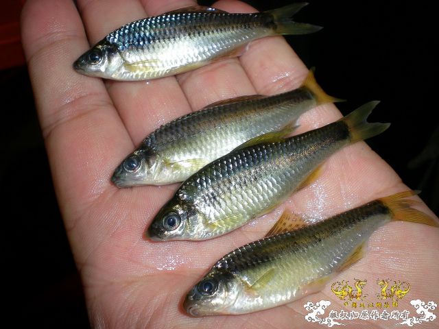 让大家和我一起心里滴血吧~~