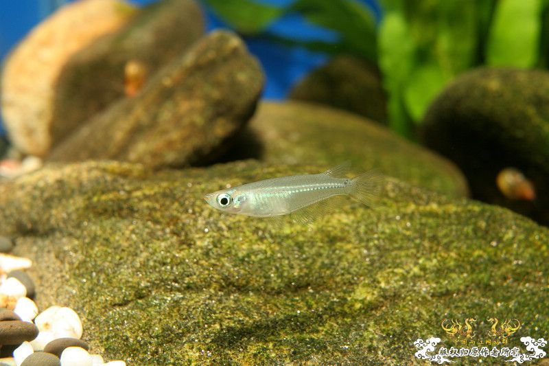 一不小心抄了安仔家的原生