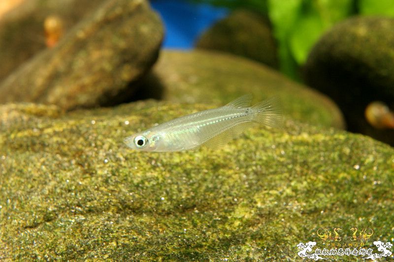 一不小心抄了安仔家的原生