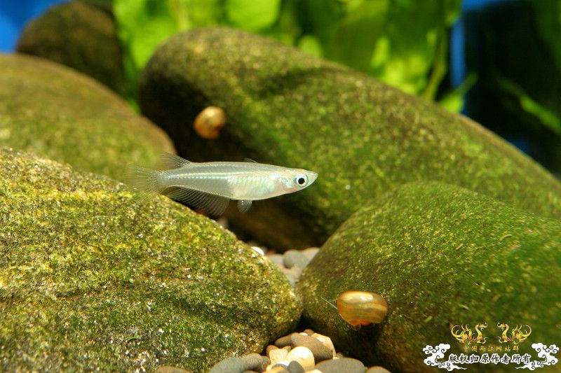 一不小心抄了安仔家的原生