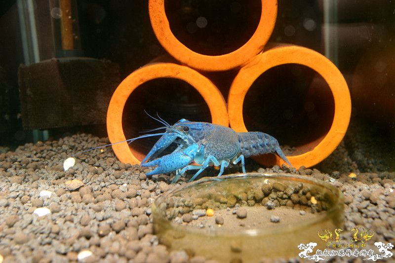 一不小心抄了安仔家的原生